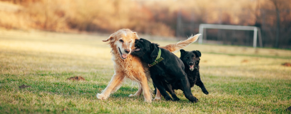 Three dogs playing together on a grassy field with a blurred background